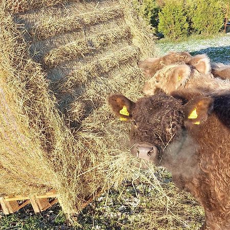 Ferienwohnung Auf Dem Land Dittersbach Bagian luar foto
