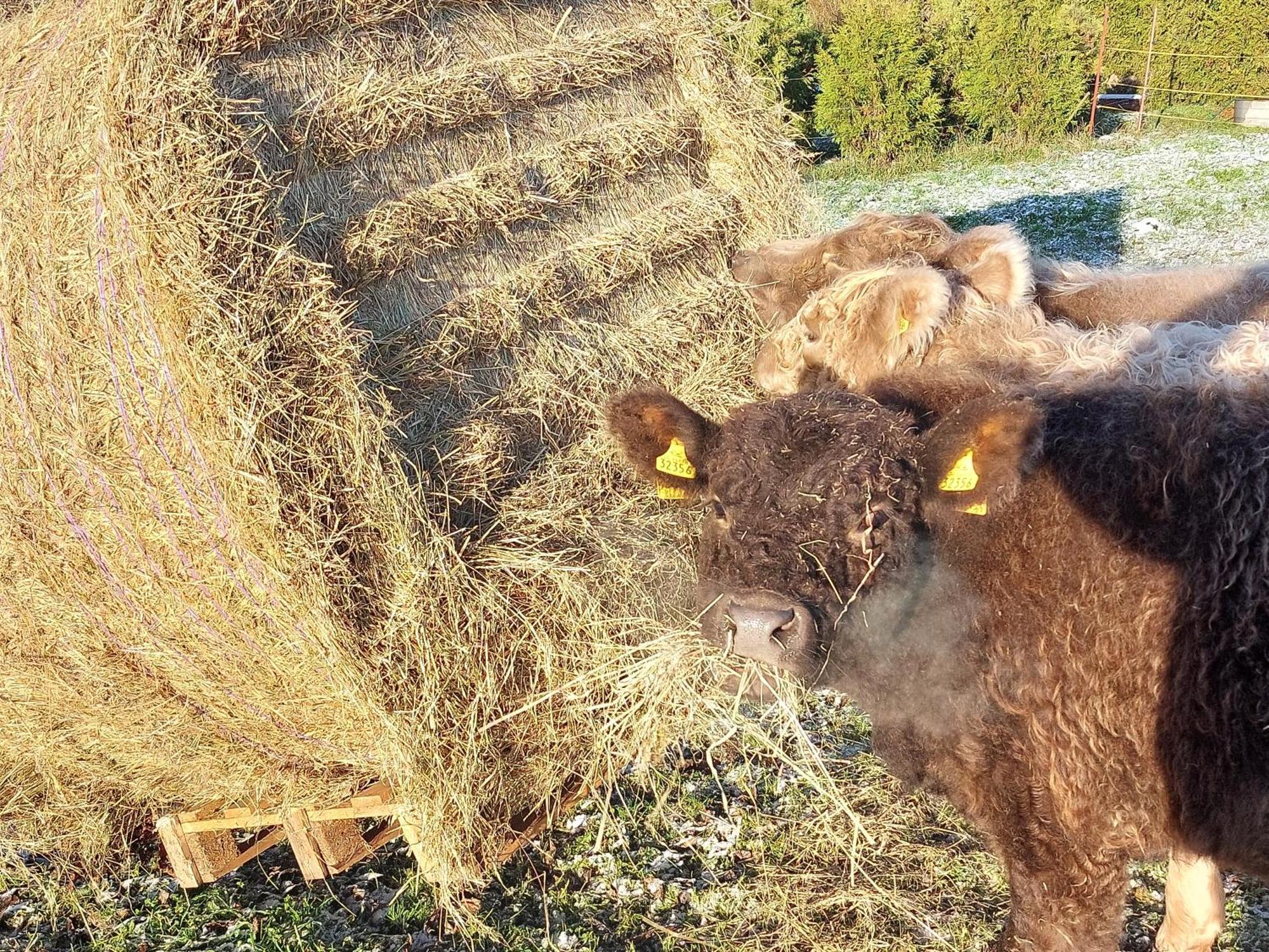 Ferienwohnung Auf Dem Land Dittersbach Bagian luar foto